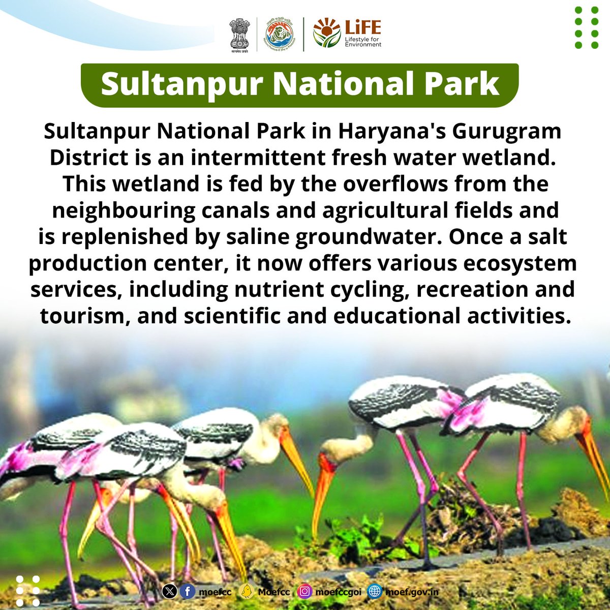 Discovering India's Ramsar Sites

Day 64: Sultanpur National Park

From wetlands to wildlife, each site is a unique haven for nature. Let's celebrate and safeguard these vital ecosystems together!

#RamsarSites #MissionLiFE #ProPlanetPeople