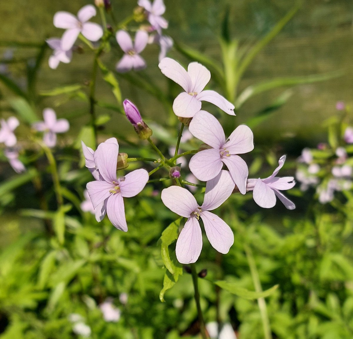 Cardamine bulbifera is having a cracking year with masses of flowers, larger than normal. A bit weedy for some but great in difficult shady places. #cardamine #cardaminebulbifera #springflowers #shadeplants #woodlandgarden #plantsforshade #peatfree #mailorderplants #plantsforsale