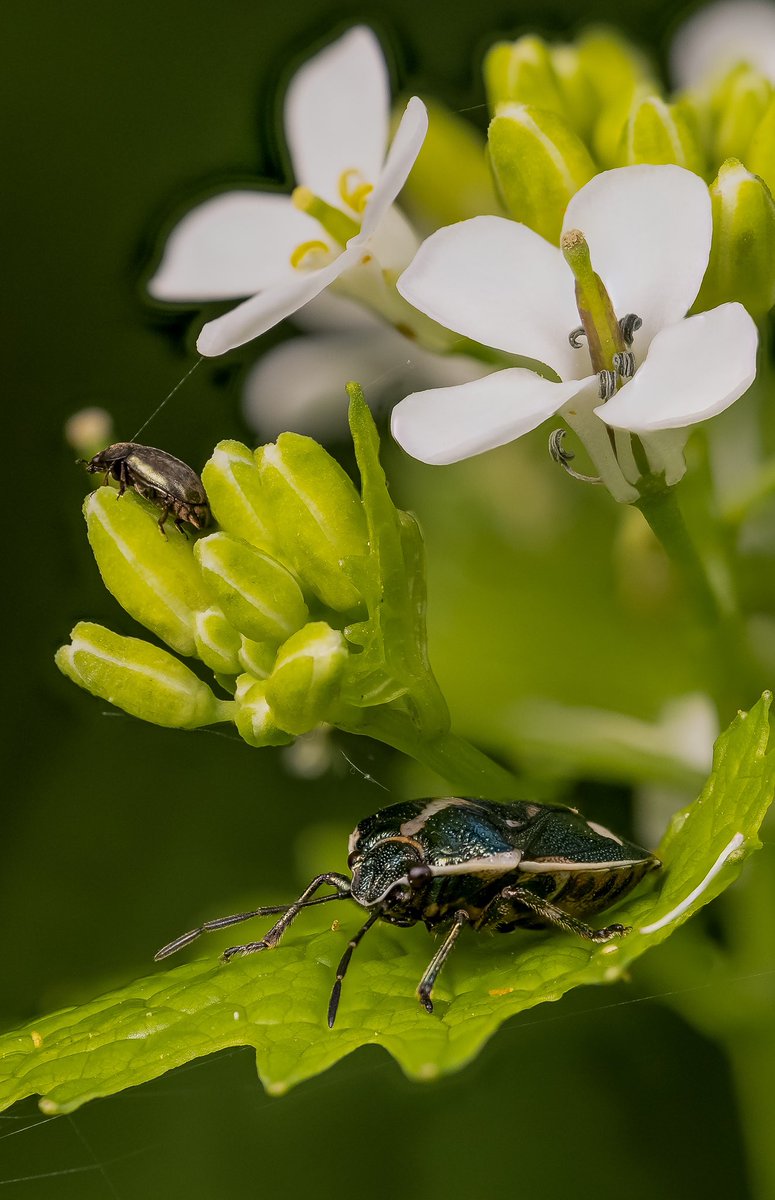 A Crucifer Shieldbug (?) with a beetle friend at @NTCroome @WorcsWT #shieldbug