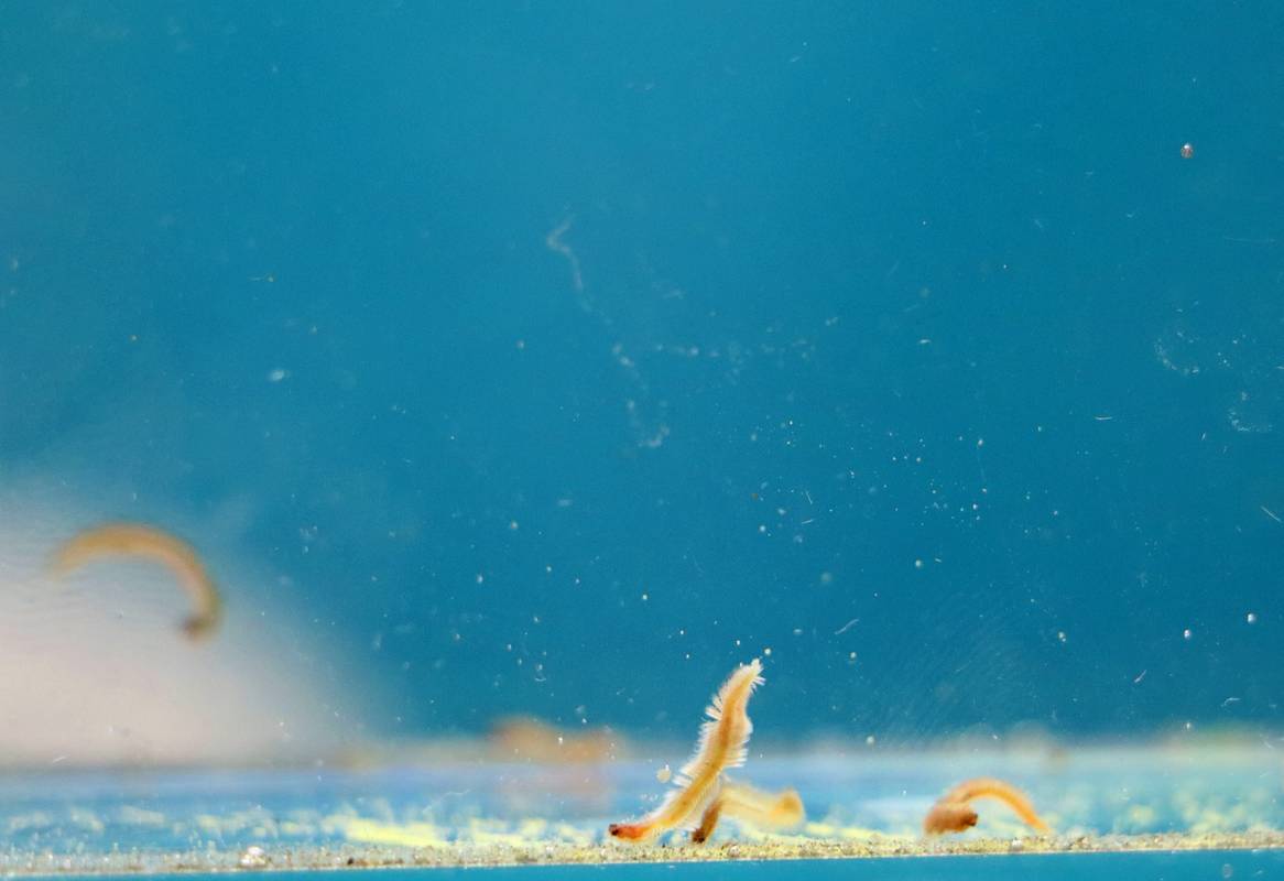 Jeder Wurm hat seine ganz eigene Persönlichkeit: Couch-Potato oder Frühaufsteher? Auch bei Meereswürmern gibt es individuelle Präferenzen - so das Ergebnis einer neuen AWI-Studie. 🪱 awi.de/ueber-uns/serv… 📸Florian Raible