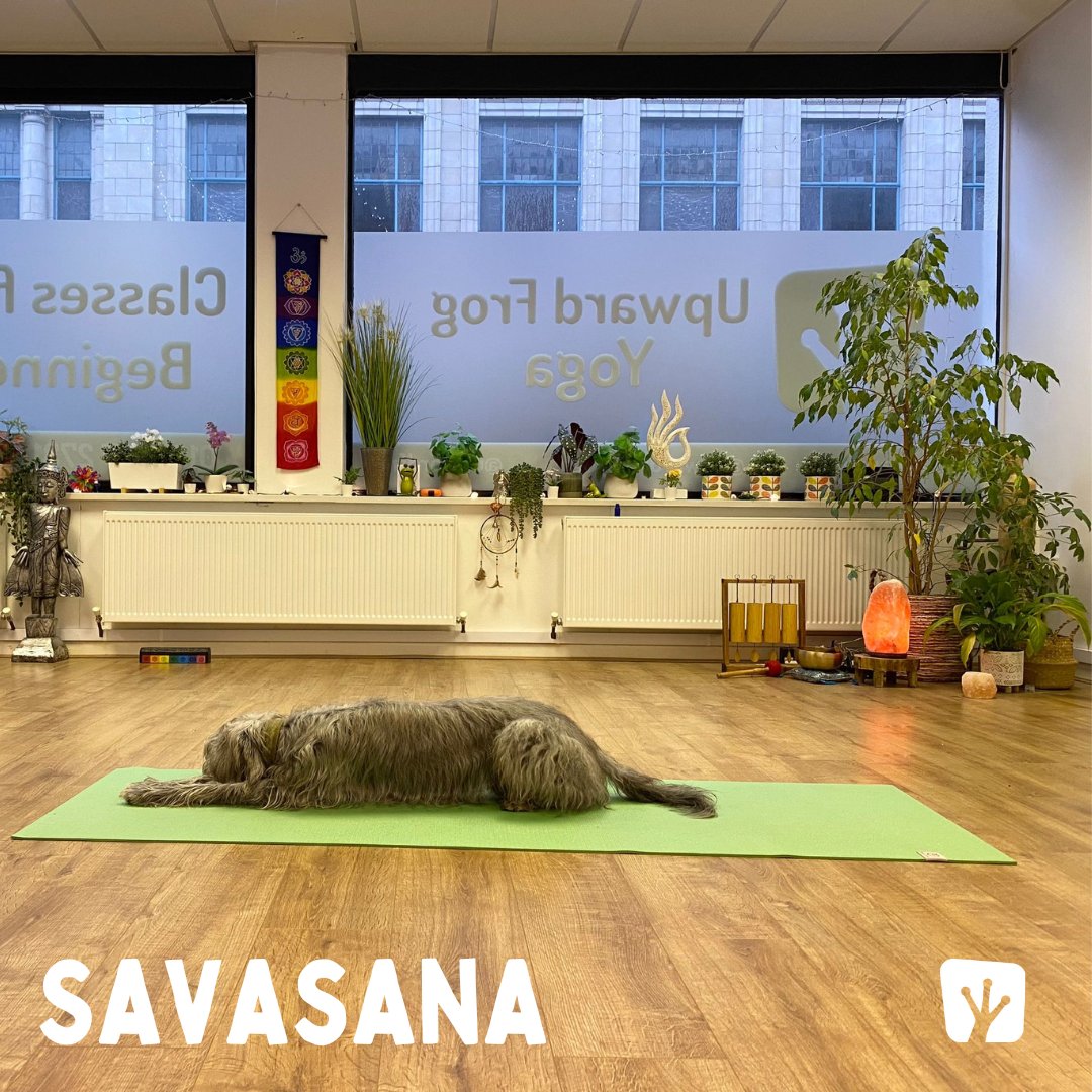 Do you have a furry friend who loves to join you on the mat?

Share a snapshot of your yoga-loving pet.
⁠
#petlove ⁠#northwest #stockport #greatermanchester ⁠#yogastudio #yoga #community  #yogapractice  #yogajourney ⁠#pets #petstagram  #dogsofinstagram