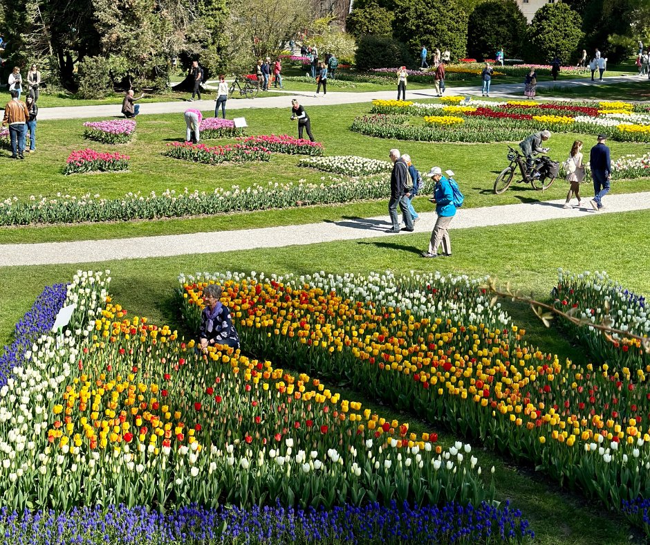 Record d'affluence ce weekend à la Fête de la Tulipe à Morges avec plus de 20'000 floraphiles ➡️ 24heures.ch/floralies-a-mo… @morgestourisme @24heuresch