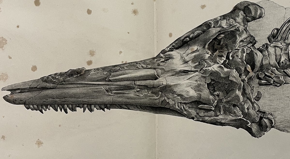 Take a moment to delve into the prehistoric past and learn about the fascinating items which are held (and are being rediscovered) within UCD’s cultural heritage collections. This weeks post was written by Claire Dunne 🦕🌱🪨 #specialcollections #ucd

ucdculturalheritagecollections.com/2024/04/11/the…