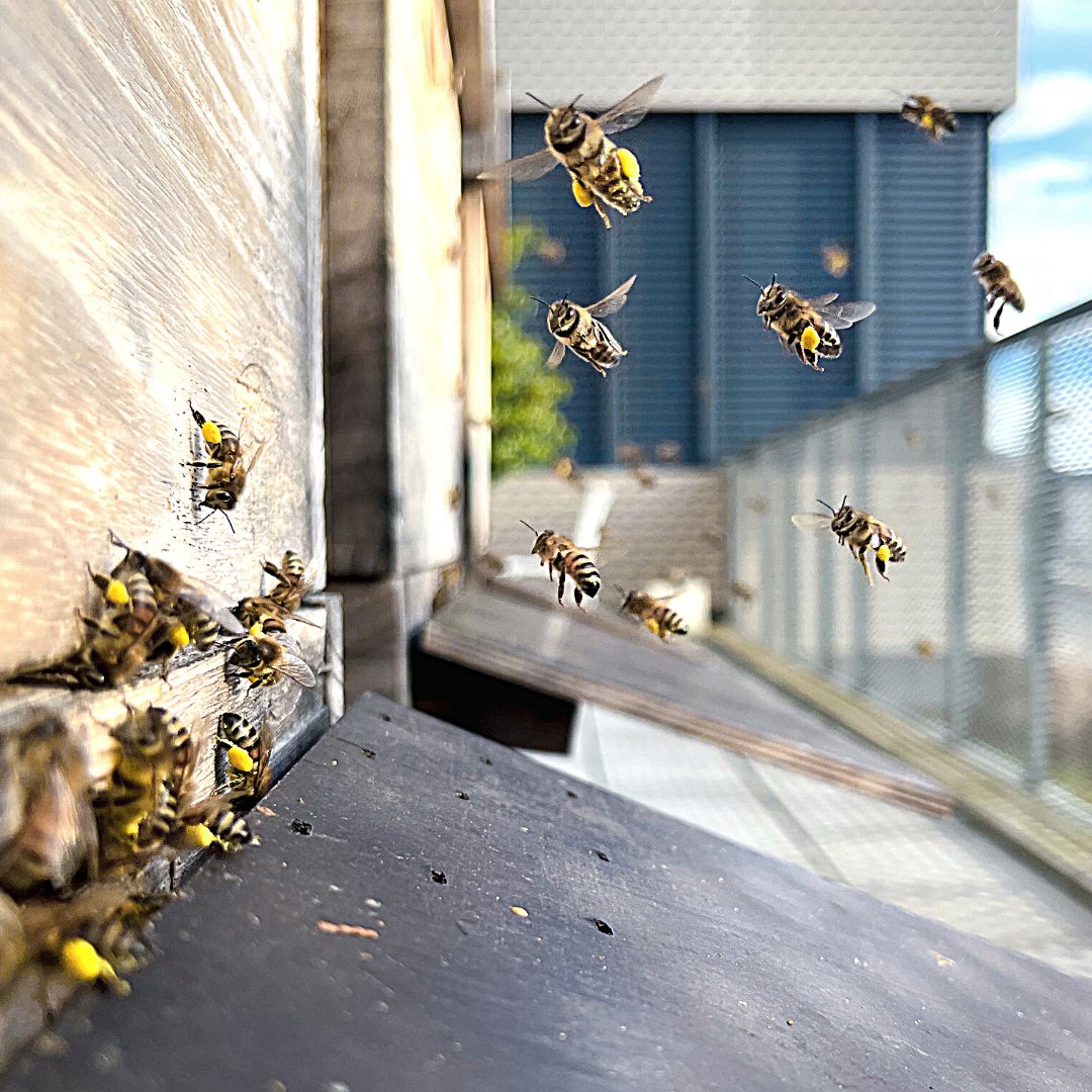 EBCONT (@ebcont_it) on Twitter photo 🐝 We are wholeheartedly committed to bee conservation 🐝
For several years now, we have been one of the many partner companies of #hektarnektar- #Projekt2028. Today, we would like to welcome our third beekeeper at EBCONT: Larissa Zachbauer from beautiful Salzburg!
  #BeeLove 🐝 We are wholeheartedly committed to bee conservation 🐝
For several years now, we have been one of the many partner companies of #hektarnektar- #Projekt2028. Today, we would like to welcome our third beekeeper at EBCONT: Larissa Zachbauer from beautiful Salzburg!
  #BeeLove