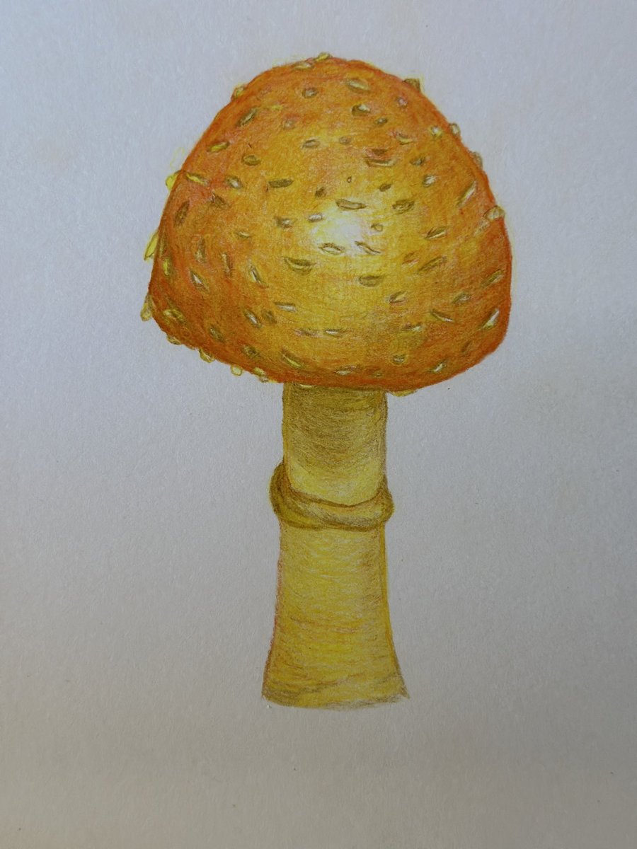 Good morning and happy #FungiFriday I drew this for you