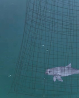 Today I learnt that since New Zealand had cameras installed on their fishing vessels, dolphin bycatch has tripled.

Gillnets everywhere need to be banned. They are deadly.

Vaquita die in all gillnets not just poachers nets.

#ExtinctionAlert