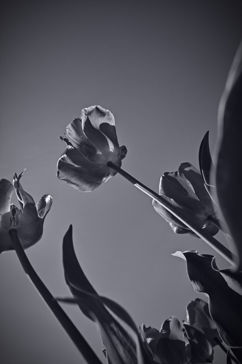 monotone

#SIGMA #dp1quattro 
#Foveon
#キリトリセカイ
#photography
#flowerphotography 
#flowers