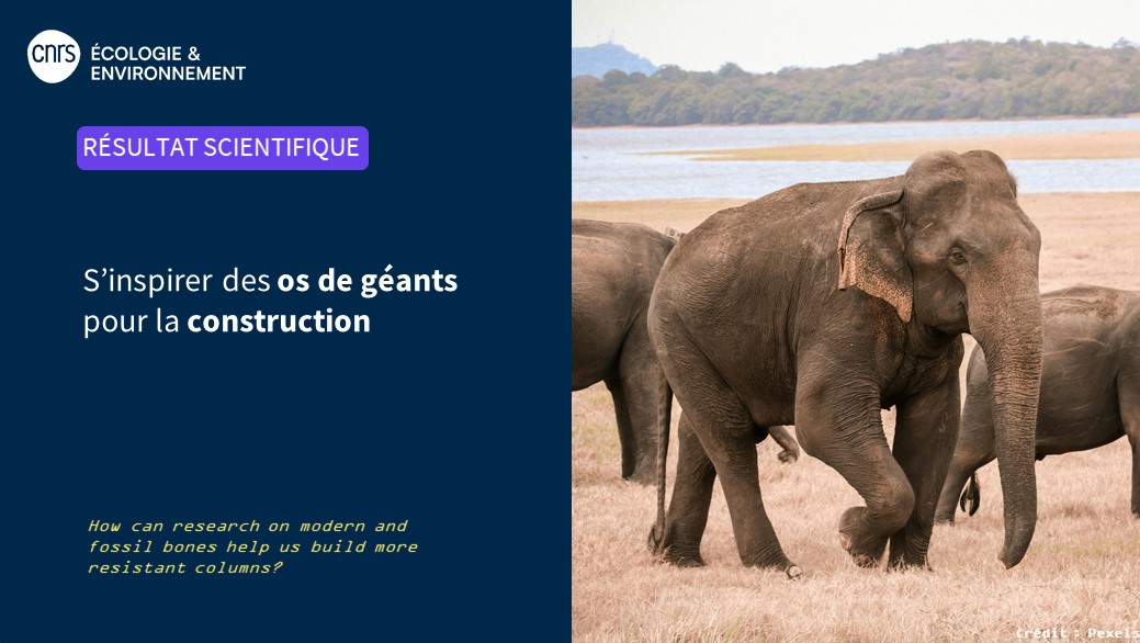 #RésultatScientifique 🔎 🦴🐘 S'inspirer des os d'éléphants et de rhinocéros, supportant des poids massifs, pour construire ? Une étude met en évidence l'intérêt de leur forme et leur structure interne pour la création de colonnes résistantes. ▶️inee.cnrs.fr/fr/cnrsinfo/si…