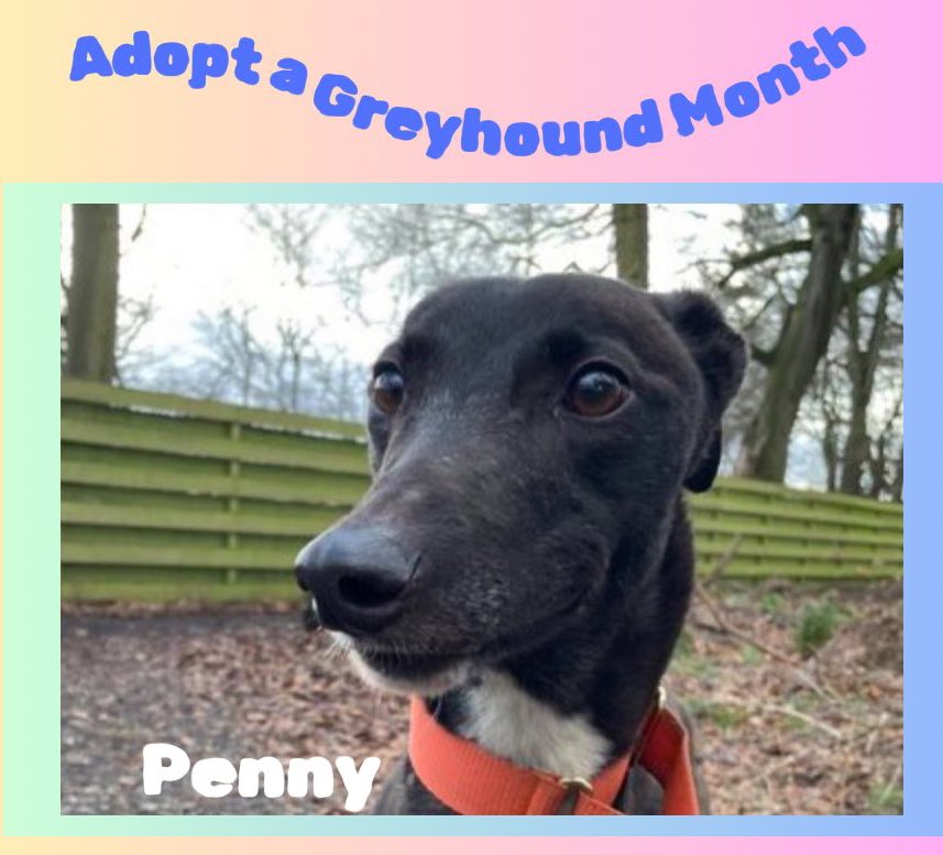 GreyhoundRFife's tweet photo. ADOPT A GREYHOUND MONTH #FridayBoops Penny (4)is wee, sweet & confident. She has a wagging tail & loves a fuss . A lovely natured,who will make a gr8 pet. #FridayFeeling
#GreyhoundsMakeGreatPets #AdoptDontShop #Snoots #BoopTheSnoot #AdoptMe #Scotland https://t.co/zX5kFdhk7Z ❤️🏴 https://t.co/rpUJMYUBj4