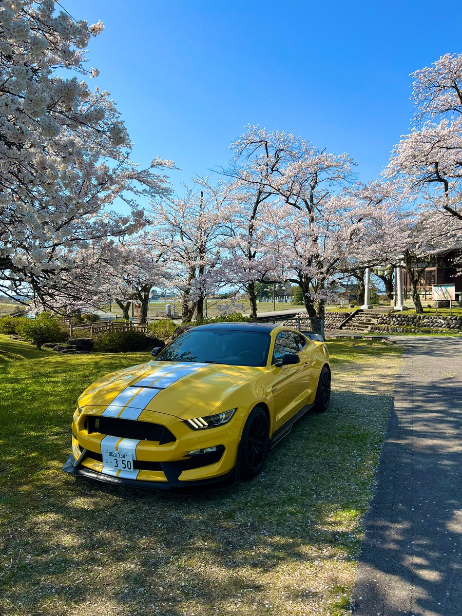 Mustang5_2's tweet photo. 桜レーシングしてきた🌸 https://t.co/GuO3VU2QKk