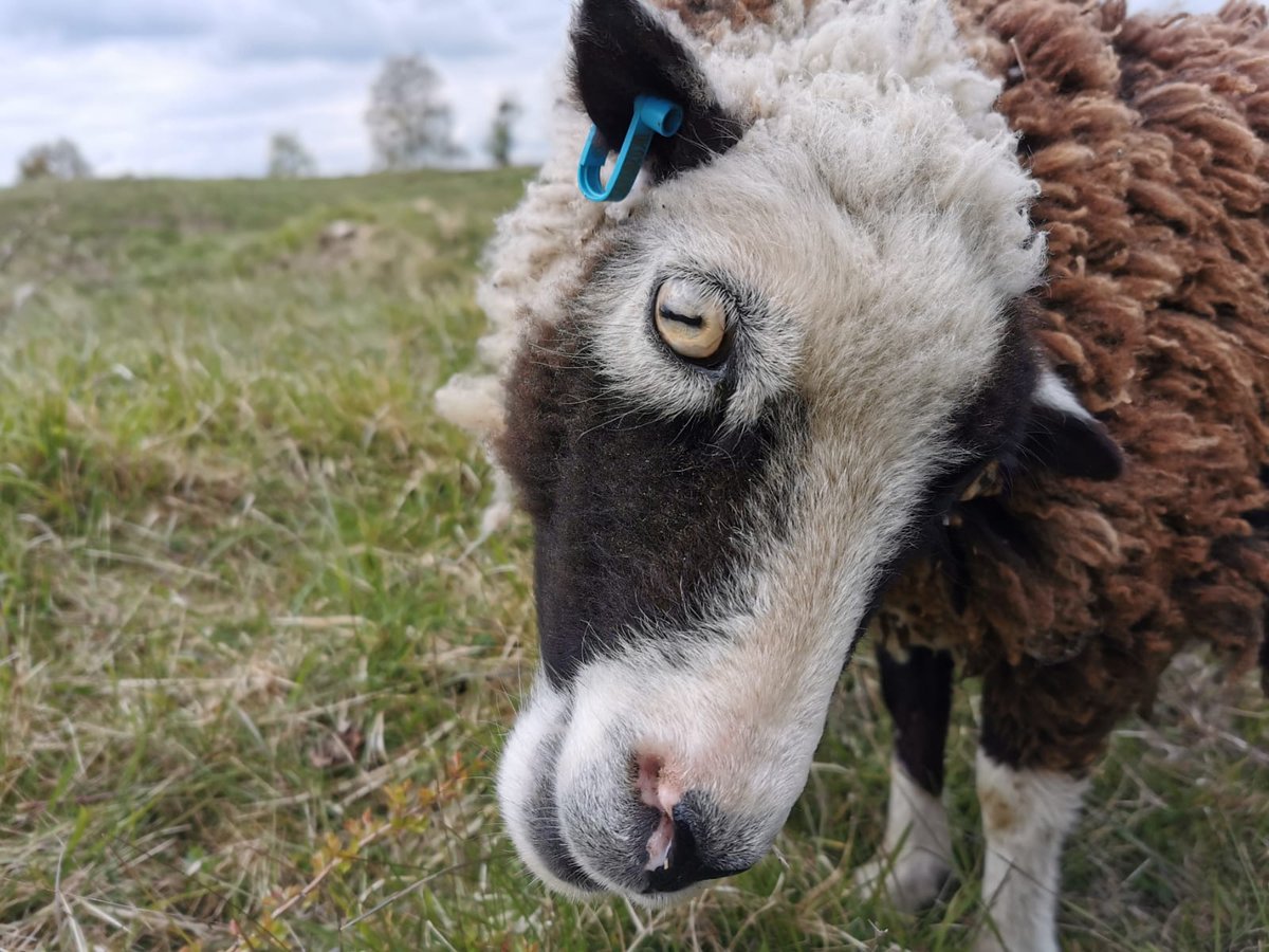 Sadly, following a dog attack on 5 April, we had to put down Wonky, one of our sheep at Barnack Hills National Nature Reserve. When visiting our #NNRs remember to keep your dog under control & that dogs must never enter the sheep areas as per signs. 1/2 bbc.co.uk/news/articles/…