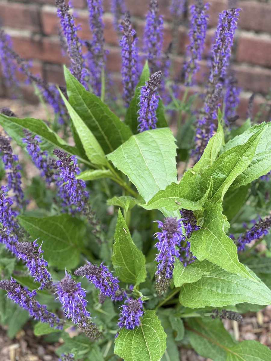 Flowers on Friday…💜💜💜
Have a fantastic Friday, dear friends.🙋‍♀️
#VeronicaLongifolia #Flowers #Gardens #Nature #FlowersonFriday