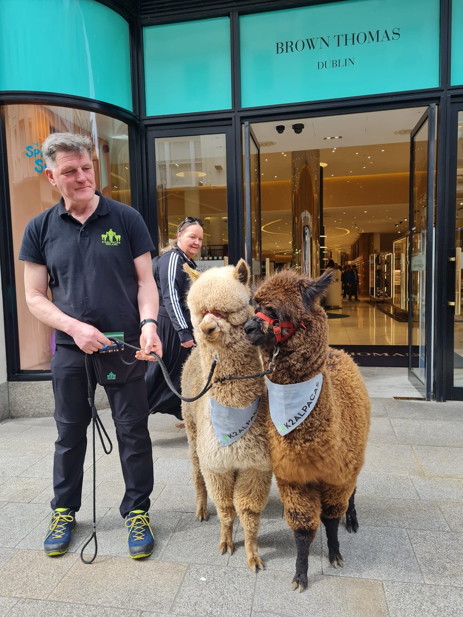K2Alpacas tweet media