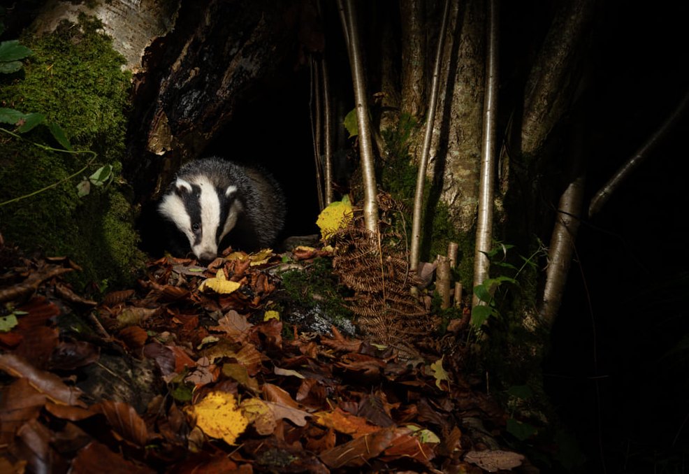 We've now reached a time, thanks to the government and NFU slaughter of badgers. That in some areas, badgers can no longer be found to kill. Yet the slaughter goes on. We're being robbed of our wildlife, our environment and of clean water in our rivers and seas, for greed.