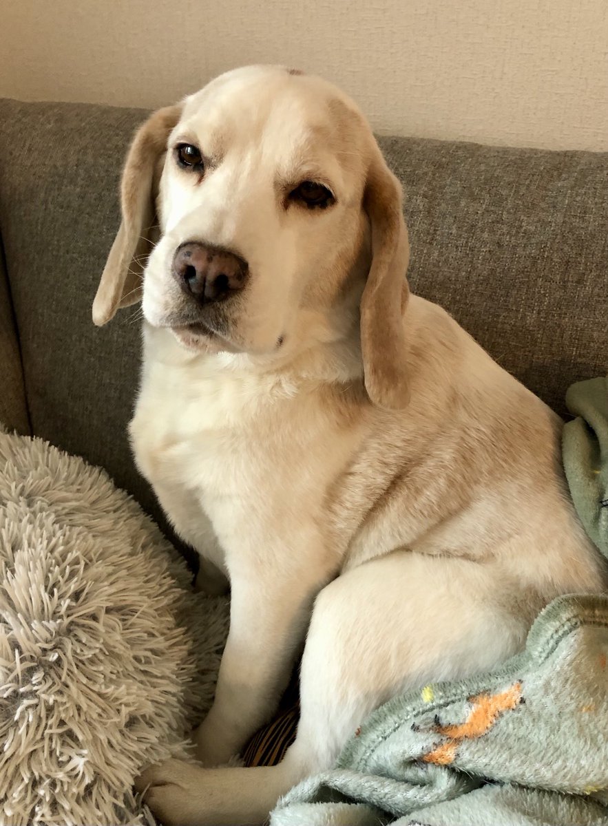 Beagletytöt Hippu&Myttö tweet media