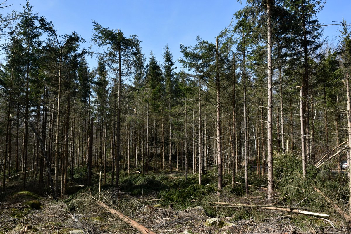 Under vintern har ovanligt många träd fallit eller knäckts av tung snö i flera län i Götaland och Svealand. Skogsstyrelsen uppmanar därför skogsägare i de drabbade områdena att ta ut skadade träd för att minska risken för nya angrepp av granbarkborren. skogsstyrelsen.se/nyhetslista/vi…