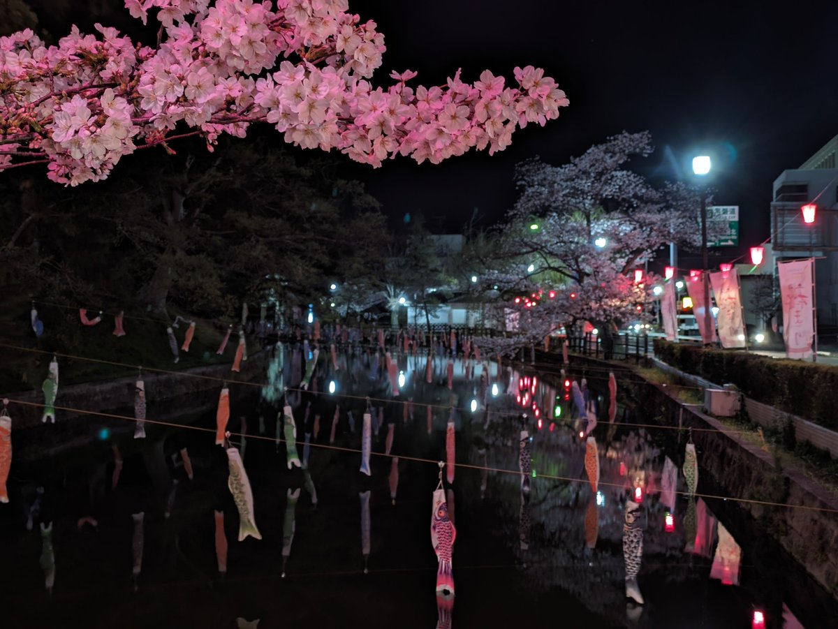 土浦市の亀城公園、桜川では4/14（日）まで桜ライトアップを開催中🌸 本丸広場と桜のコントラストで日本情緒を感じましょう(*´ω｀*)