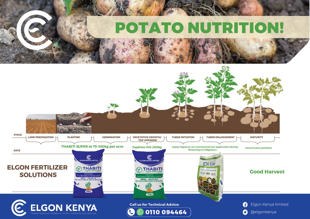 Get the best kickstart and increase your potato yields per acre this season by using our Elgon Thabiti Super Fertilizers . Make your harvest worth the effort. To purchase call us on 0110 094 464 #ThabitiCAN #ThabitiDAP #KLeaf #WeSupportPotatoFarming