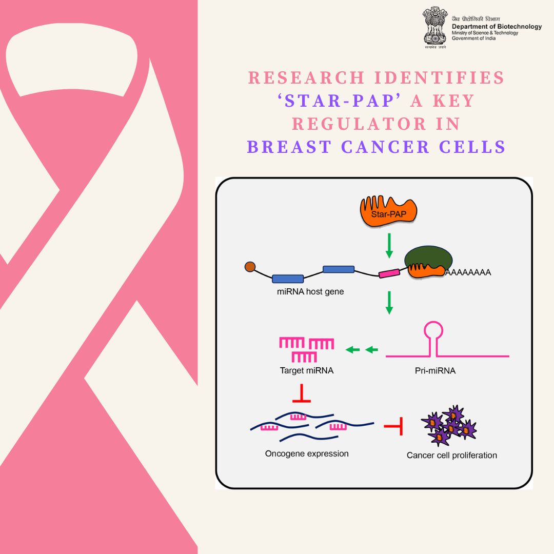 STAR-PAP as a negative regulator of oncogenes identified by @RGCB_Trivandrum suggests a novel mechanism of oncogene expression independent of alternative polyadenylation that regulates breast cancer progression. doi.org/10.1016/j.bbad… @DrJitendraSingh @rajesh_gokhale