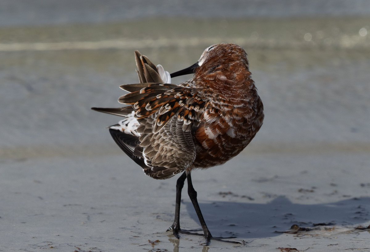 Curlew sandpiper, Bahrain. #CurlewSandpiper #Sandpiper #Wildlife #Bahrain