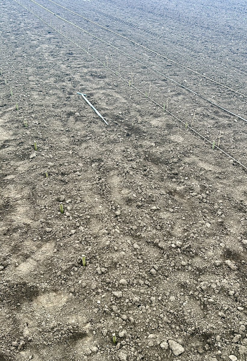 cyn_alb's tweet image. Roughly 4000 poplars, 200 currant shrubs, plus summer barley, mycorrhizal inoculant and some hundred meters of fence later, we’ve finished setting up 2 new agroforestry systems for the KlimAF project @JKI_Bund . And the plants are starting to grow