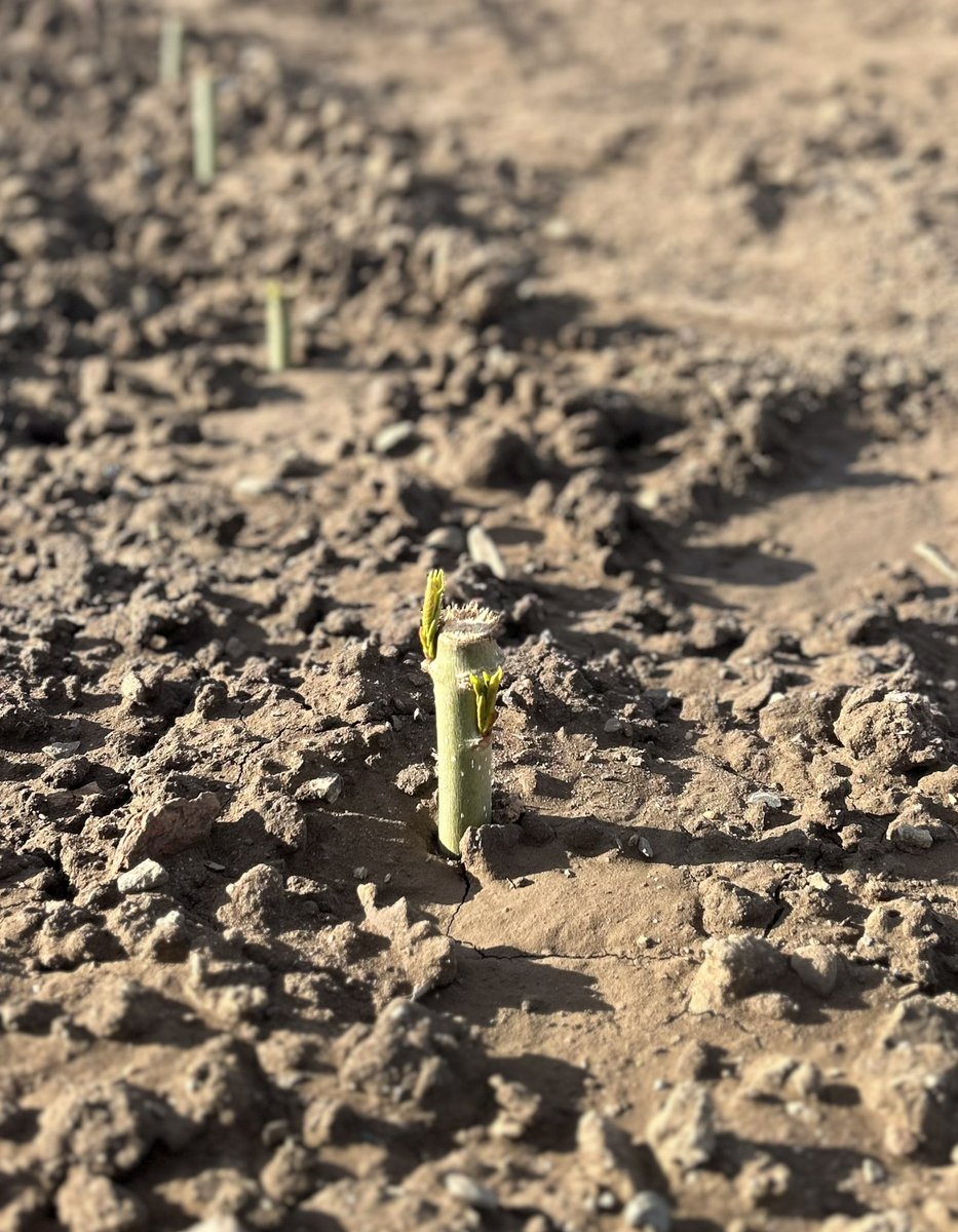 cyn_alb's tweet image. Roughly 4000 poplars, 200 currant shrubs, plus summer barley, mycorrhizal inoculant and some hundred meters of fence later, we’ve finished setting up 2 new agroforestry systems for the KlimAF project @JKI_Bund . And the plants are starting to grow