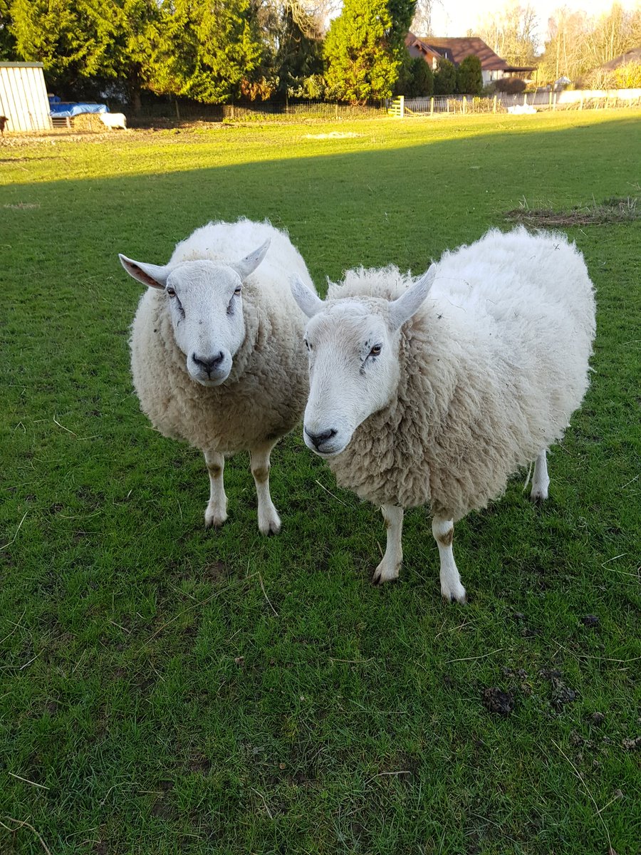 Good morning from Woody and Buzz, have a fabulous Friday lovelies. Love and light to all 💚🐑🍪🌱🦄🦚🦆💚🐑