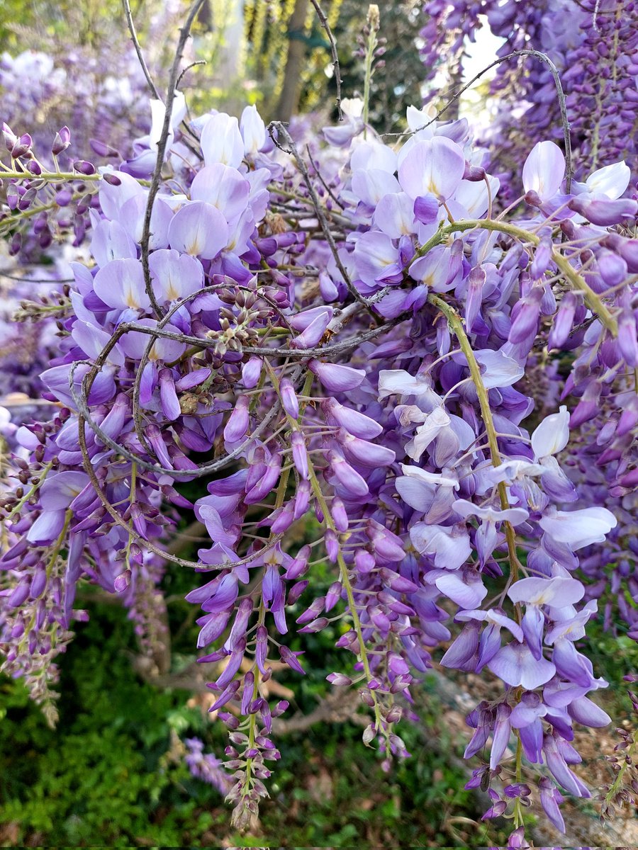 In a corner of the garden, the Wisteria  is blooming! #FlowersOnFriday #flowerphotography #garden #GardeningTwitter #GardeningX 
Have a good day!! 🌿💮💜🌸🌿