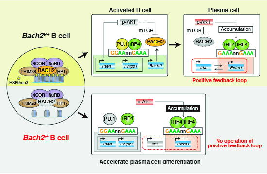 Transcription factor functional interplay: During B-cell activation, BACH2 restricts plasma cell differentiation by heterochromatin-mediated transcript inhibition & by preventing IRF4 homodimer accumulation Kyoko Ochiai, @kazuigarashi and colleagues embopress.org/doi/full/10.10…