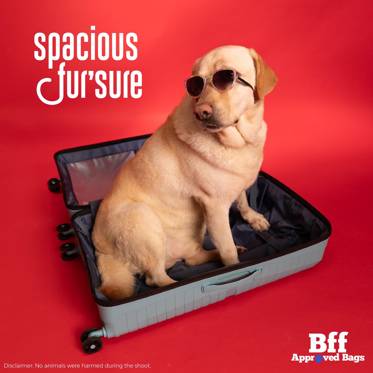 Has your BFF tried this with your bag too? It’s a sign that they want to tag along!🐶 Give us a ‘Woof’ in the comments section if you relate to this😋 Get #BFFApprovedBags from American Tourister and kick start your vacation🧳✨ No animals were harmed during the shoot.