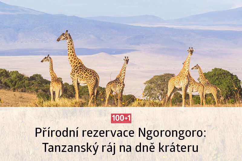 Z více než osmi set chráněných regionů africké Tanzanie se čtyři dočkaly zápisu na seznam světového dědictví. Jako první se v prestižní společnosti ocitla oblast Ngorongoro, ležící v největší neporušené vulkanické kaldeře planety... buff.ly/3JdWezd