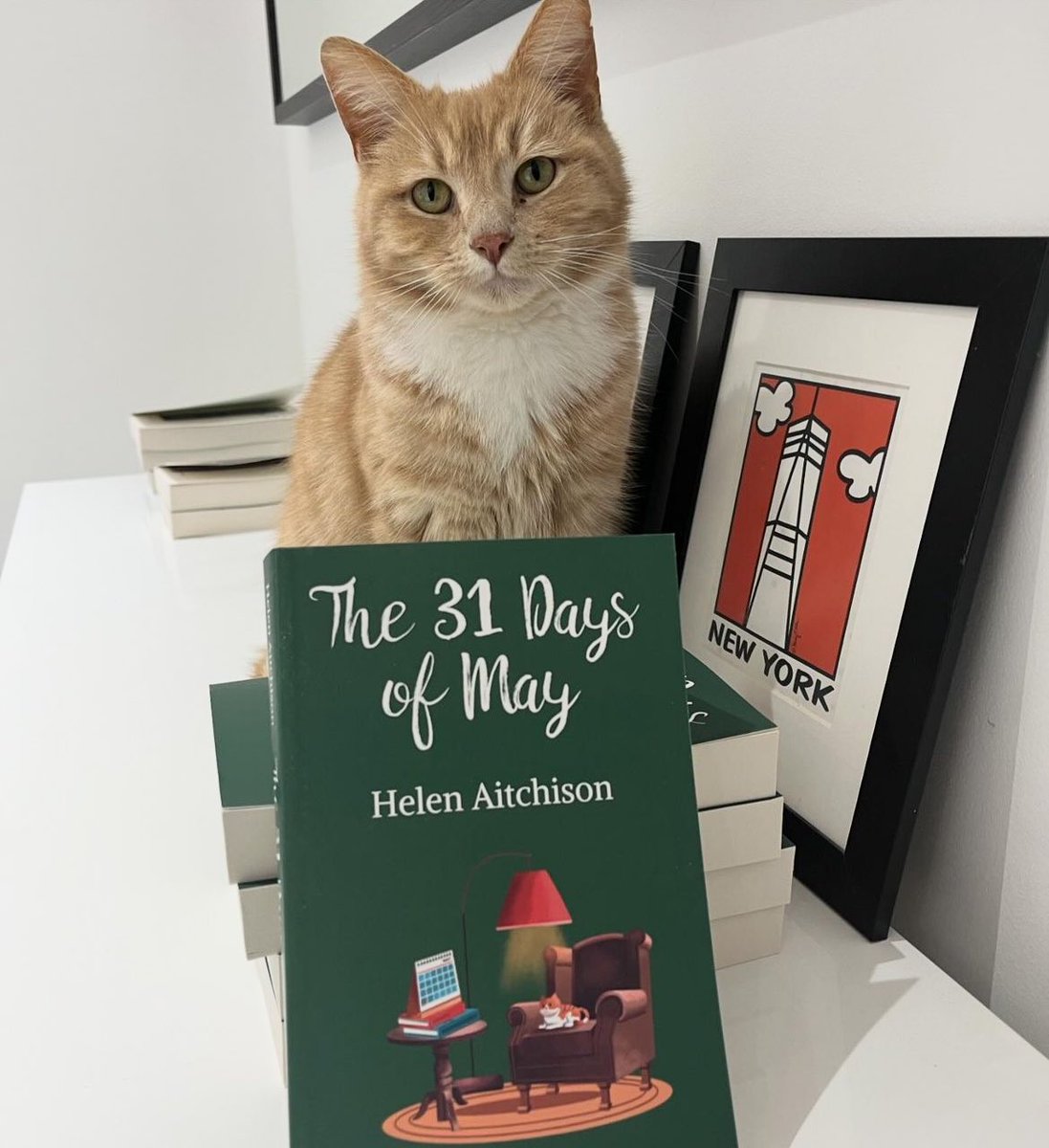 Happy Friday all, a special day here, Mammy’s new book is out today, extra special for me as I’m on the cover . Hope you all have a wonderful day 😻🧡 #CatsOfX #adoptdontshop #rescuecat #CatChatBookClub