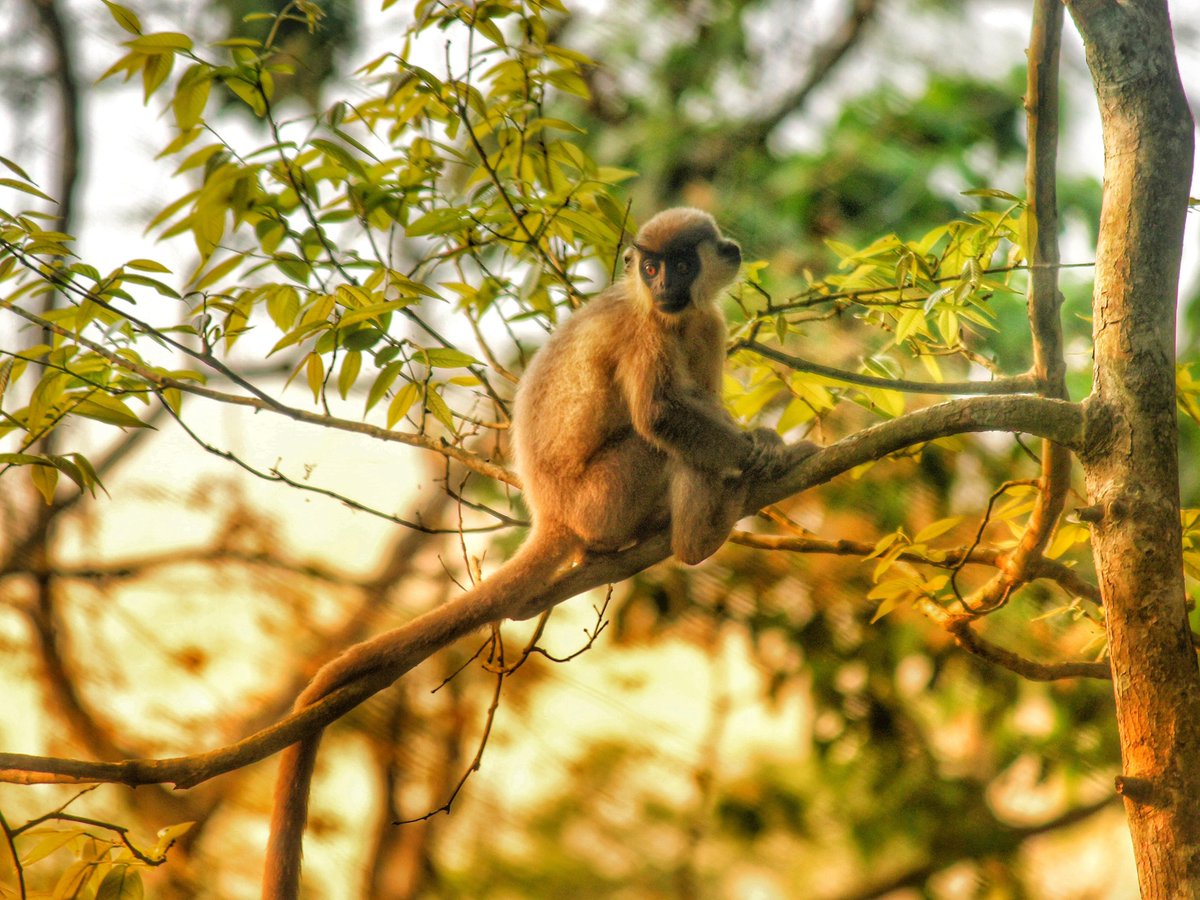 aaranyak's tweet photo. A #CappedLangur in its natural habitat.
๐Assam
๐ทAkshay Upadhyaya https://t.co/kgWTfb8vo9