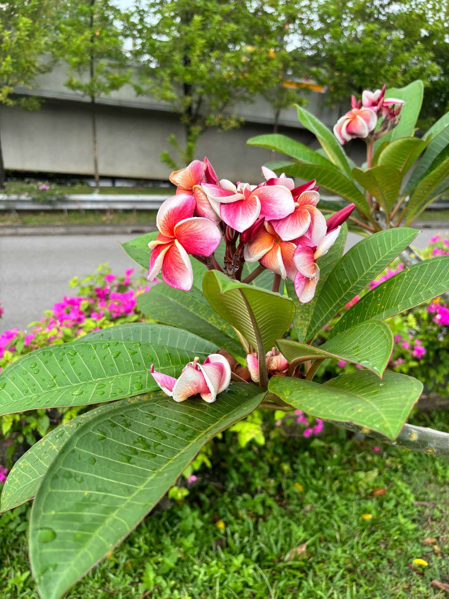 Flowers have not ceased beautifying our streetscapes yet! The Yellow Flame tree, Tiger Orchids and Plumerias are just some of the #SGBlooms2024 along our roads in the past week!
