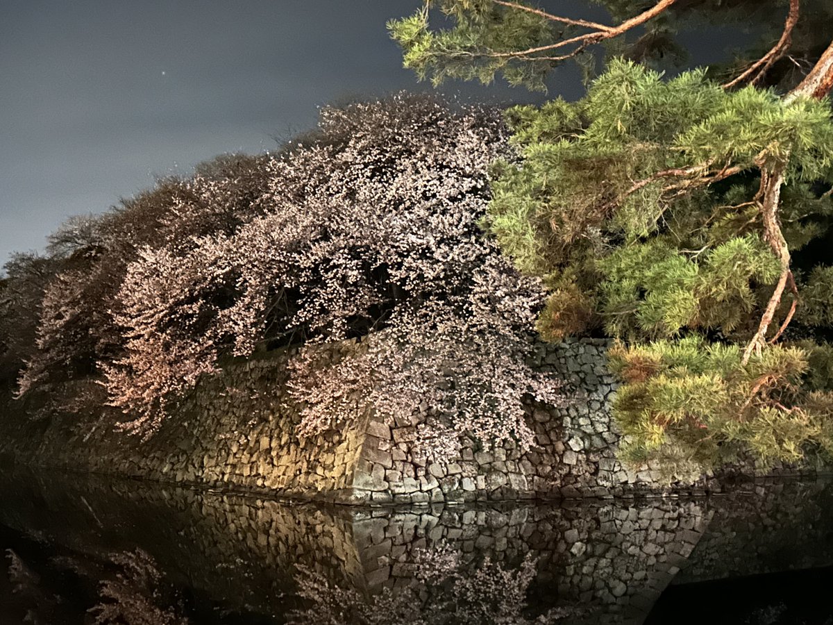 3s7s3's tweet photo. 彦根城、吉野の千本桜、又兵衛桜、八幡堀 https://t.co/aFWQItcUUv