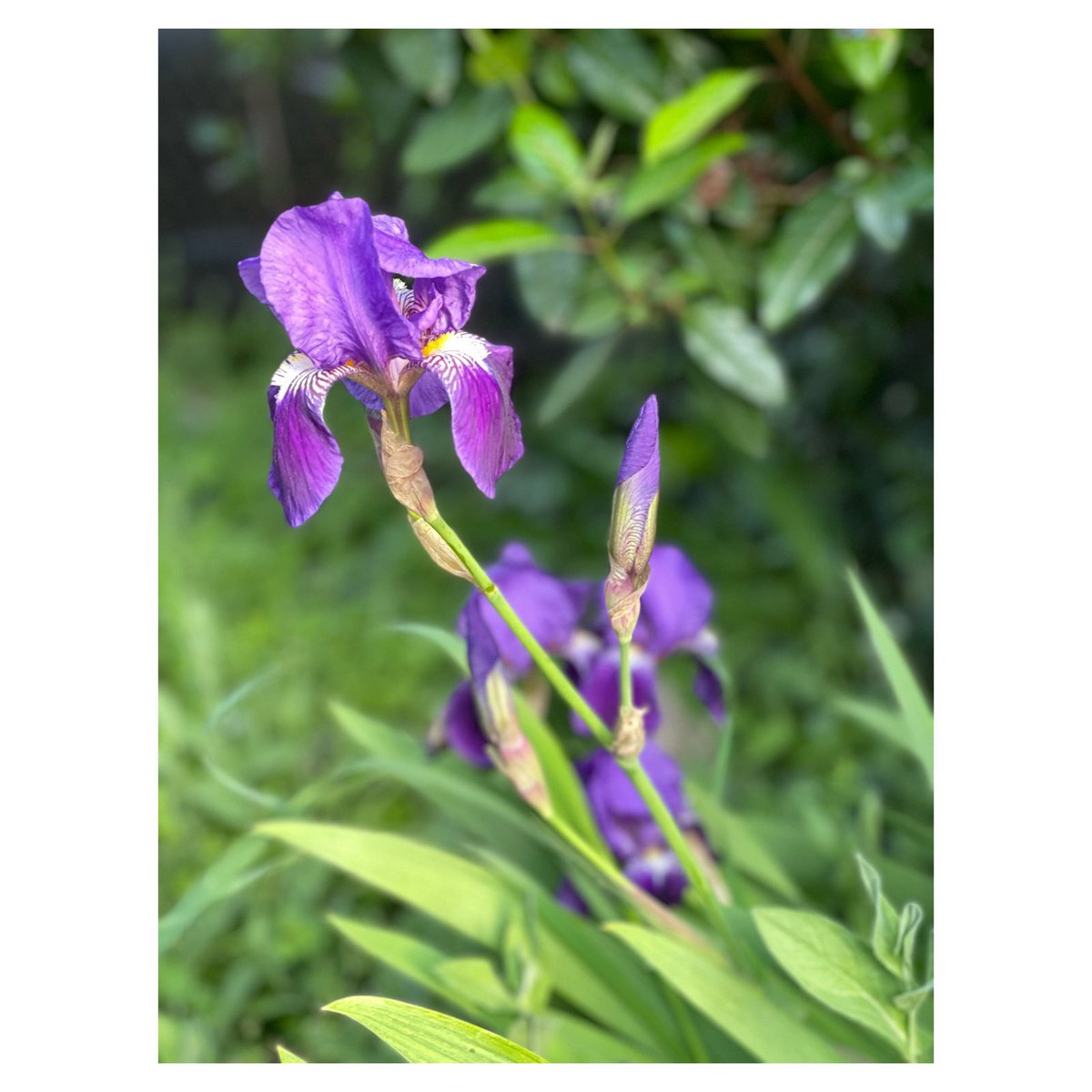 |Hôtel des Ventes|

Le jardin de la maison de vente prend des couleurs 

#maisondeventes #hoteldesventes #aixenprovence #venteauxencheres #auctionhouse #interencheres #gazettedrouot #lemoniteur #aixluberonencheres #flowerstagram #iris #purple💜