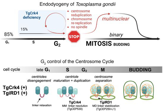 Apicomplexans that undergo binary division like Toxoplasma DO have G2 cell cycle phases; controlled by CDK/cyclin pair Crk4-Cyc4 & a new inhibitor of reduplication Lauren Hawkins, Elena Suvorova et al @USFHealthMed #RefereedPreprint c/o @ReviewCommons embopress.org/doi/full/10.10…