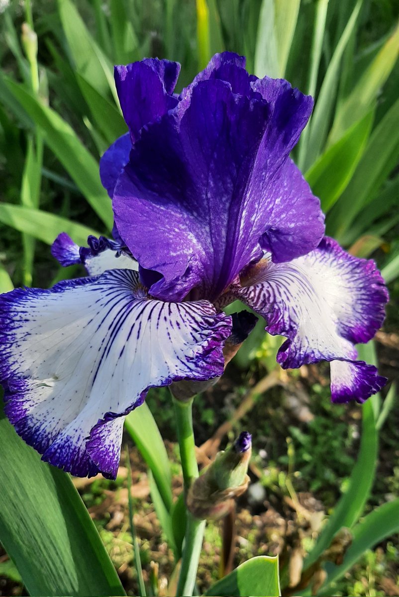 If you truly love nature, you will find beauty everywhere.  💜 #quote  Vincent Van Gogh