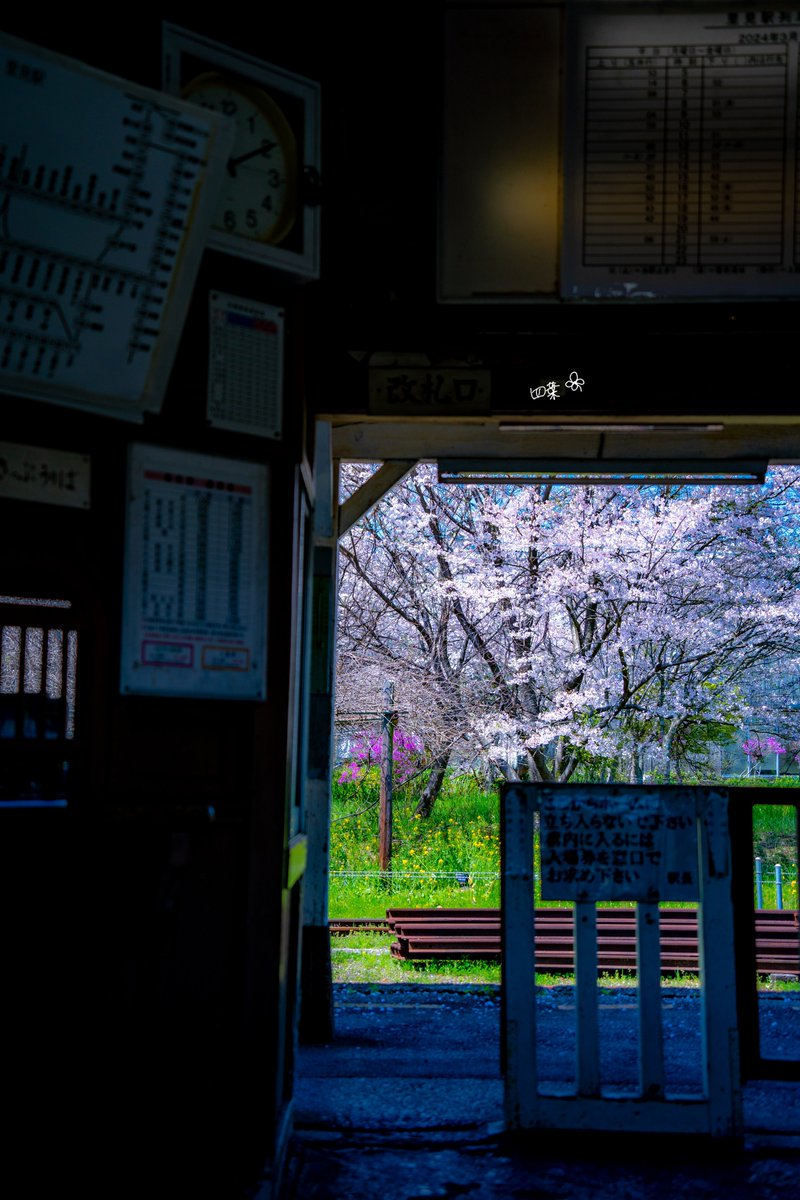 改札を抜けるとそこは春。 ～小湊鉄道～