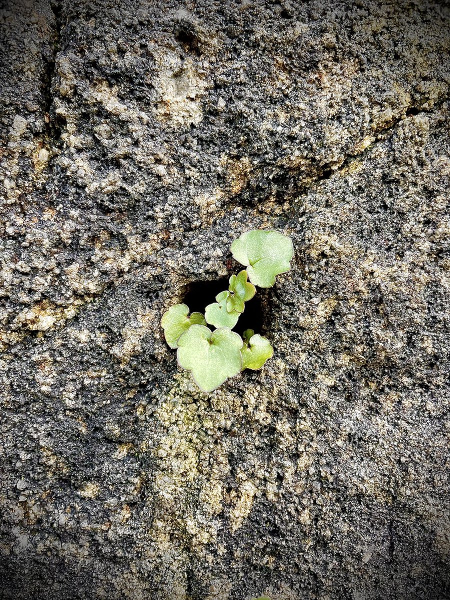 My ‘3 good things in nature from y/day are: 1. The magnolia petals strewn across the floor like feathers of a magical bird. 2. The spring reflections in the canal 3. The will, tenacity and desire of the small plant growing alone from a solid stone wall.