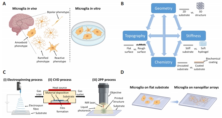 #neuroscience #microgliamodel #engineeredmicroenvironment In vitro microglia models: the era of engineered cell microenvironments journals.lww.com/nrronline/full… @tudelft