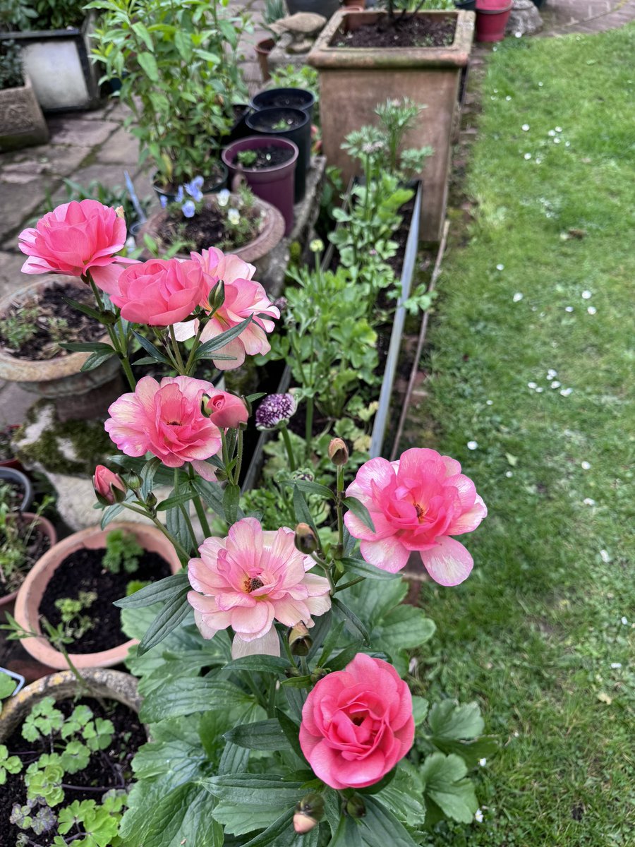 Good morning. Starting the new cutting patch today. I’m also going to the shop to restock and mainly wondering whether I have enough dahlias 🙄 😂 Enjoy your day… it’s Friday 🥳🥳💐