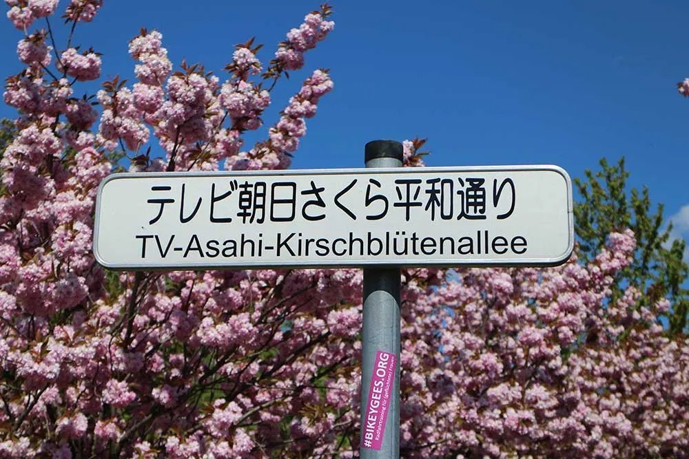 En Berlín hay una avenida muy especial. Tiene su nombre en japonés para recordar un gesto. El de un corresponsal que quiso llenar la sombra del muro con flores de cerezo. Esta es la historia de cómo una tv llenó Berlín de rosa. 🧵Un hilo primaveral de #berlinespobreperosexi