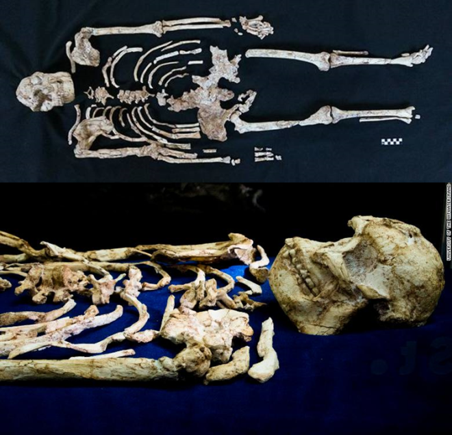 robertosaezm's tweet image. #FossilFriday Seis australopitecos wp.me/p4Bi9E-1rI #NutcrackerMan