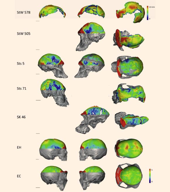 robertosaezm's tweet image. #FossilFriday Seis australopitecos wp.me/p4Bi9E-1rI #NutcrackerMan