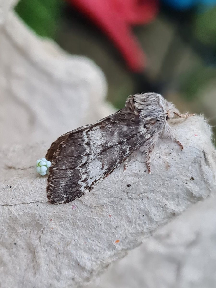 32:17 last night,  with 3 nfy, silver y, Leek moth, and pretty certain this is a FEMALE lunar marbled brown 😄. Garden list speeds up to 40..
S Monmouthshire 
#mothsmatter #vc35