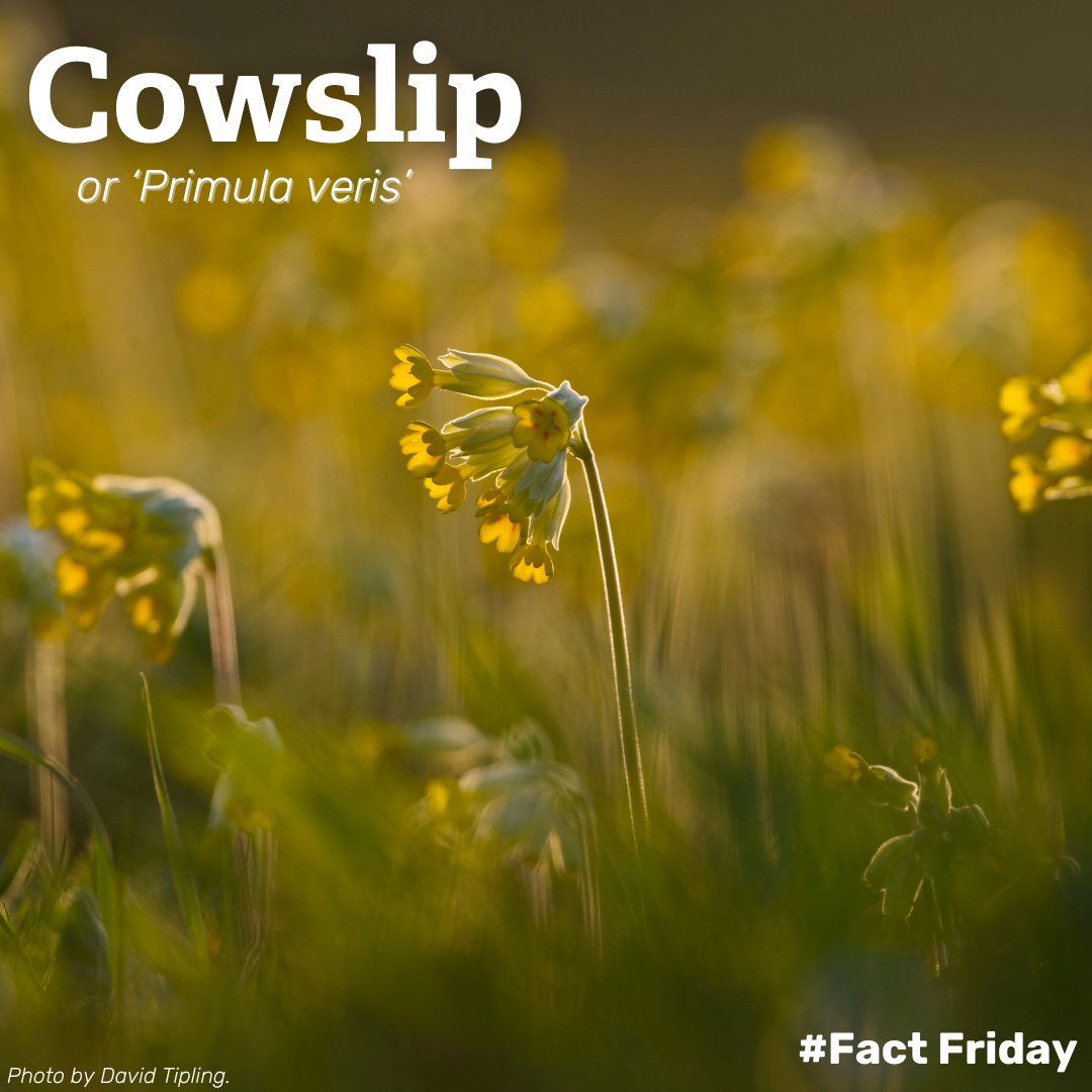 Like many spring flowers, the cowslip is associated with English folklore and tradition, including adorning garlands for May Day & being strewn on church paths for weddings. It has many folk names including 'key of heaven', 'paigles', 'bunch of keys' & 'herb Peter'. #FactFriday
