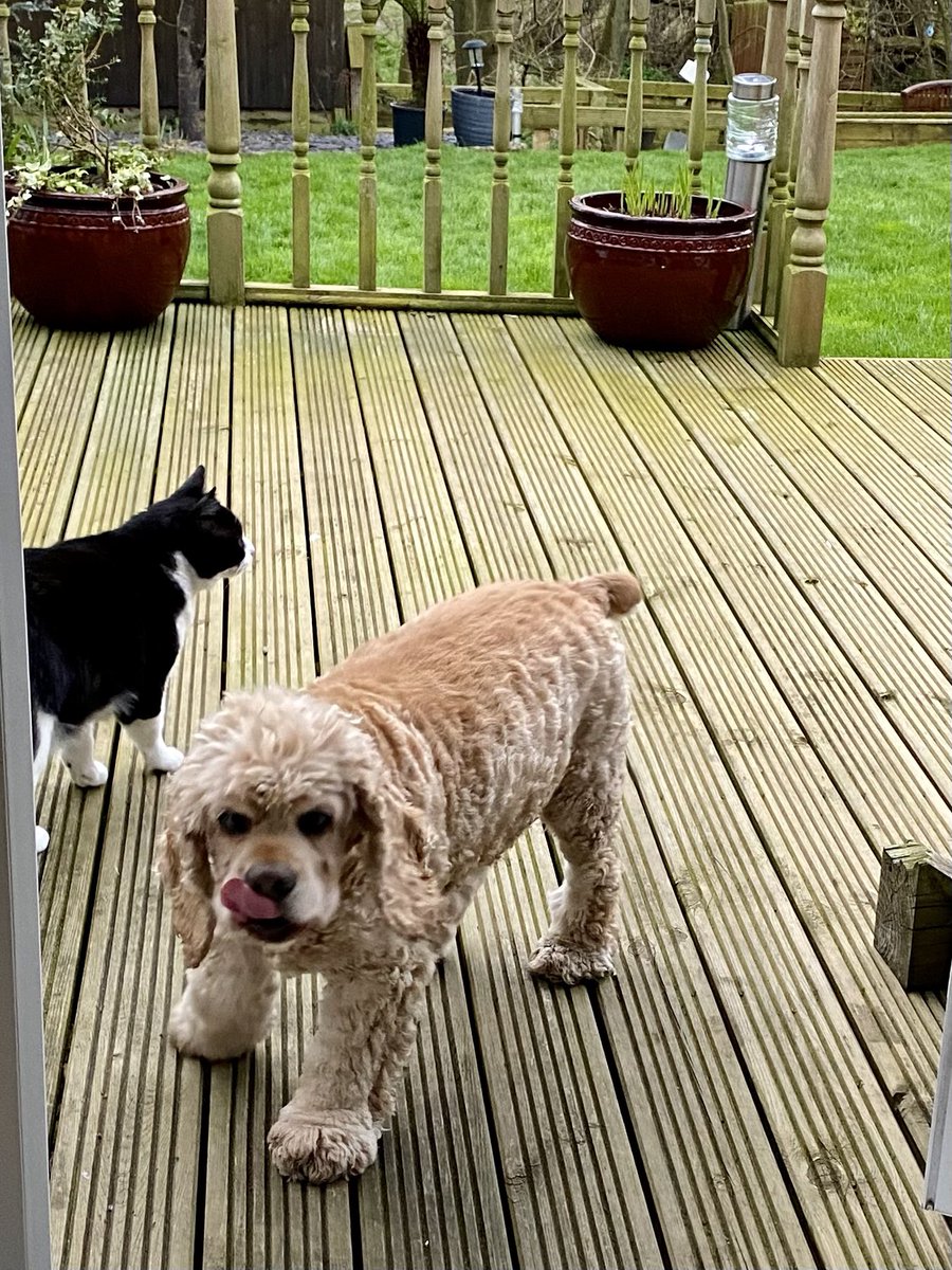 Muuuuum Help 😩 What’s the matter Isky ? PussPuss won’t let me in 🥺 PussPuss let Isky in….. He’s a wuss mum 😉😀 I’m just playing with him 🤣🤣🤣 In you go #IskyTheWuss Muuuuum PussPuss is calling me names 🥲 😤🙄😤🙄😤🙄😤🙄