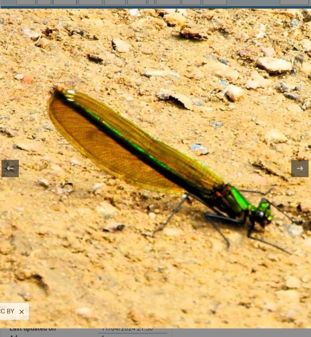 Opinions on this I'd please. Banded or Beautiful? Sent to me via irecord yday from West Kent. @BDSdragonflies @smallshire @SteveRoutledge8