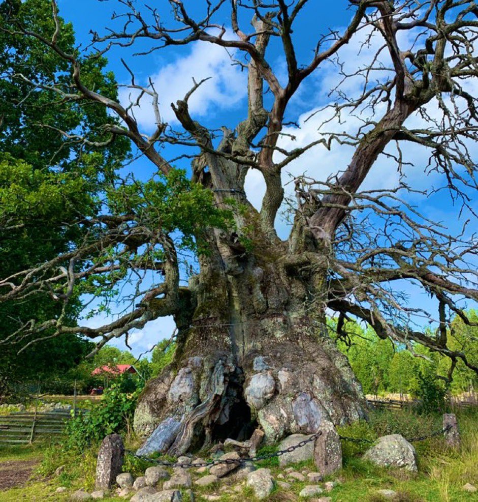 Public service announcement: Take the chance to visit the worlds thickest (14 metres in girth) living Oak tree before it’s too late. Every year could be the last for 1000 years old giant, called ’Kvilleken’.